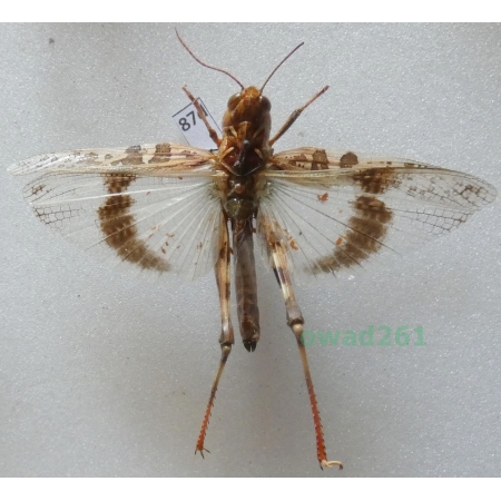Orthoptera2 sp. Albania87d